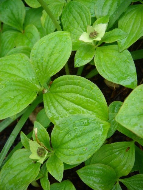 Cornus canadensis